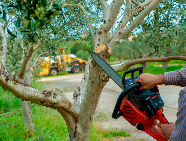 Best Local Tree Services  in Hilltop, SC